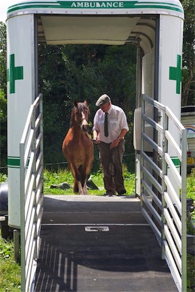 horse ambulance, fallen stock, horse ambulance devon, horse ambulance cornwall, horse ambulance somerset, horse ambulance south